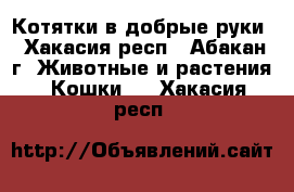 Котятки в добрые руки - Хакасия респ., Абакан г. Животные и растения » Кошки   . Хакасия респ.